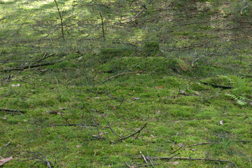 Moss texture background branches