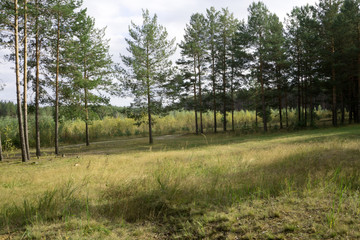 Dark forest background. Karelia forest trees