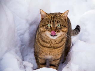 Beautiful curious Scottish Wildcat (Felis Silvestris Grampia) walk in snow on winter field. Three-colored oriental cat, tortoise cat looking at fish and licking lips.