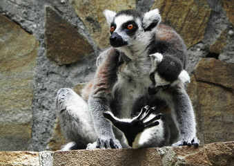 Ring-tailed Lemur (lemur catta) with baby in their natural habitat, Madagascar. Lemur sitting on the stone wall. Portrait of a baby lemur katta on mothers back.