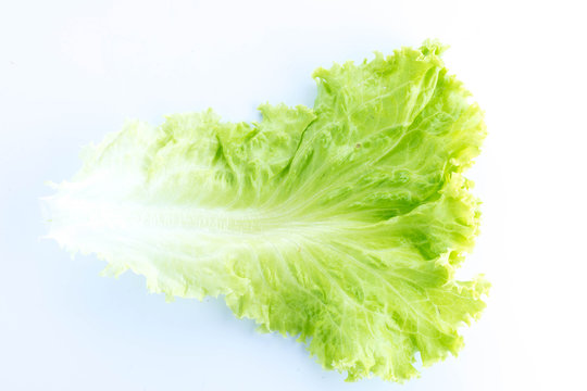 leaf lettuce isolated on white