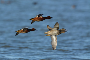Cinnamon teal ducks flying low
