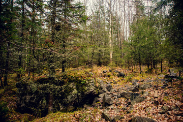 beauty morning's fog over the mystic forest