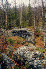 Dark gloomy mystic forest in the mountains with huge rocks in the foreground. Stones, roots of the trees and land are covered with moss.