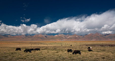 Naklejka na ściany i meble scenery of Namtso grassland in Tibet, China