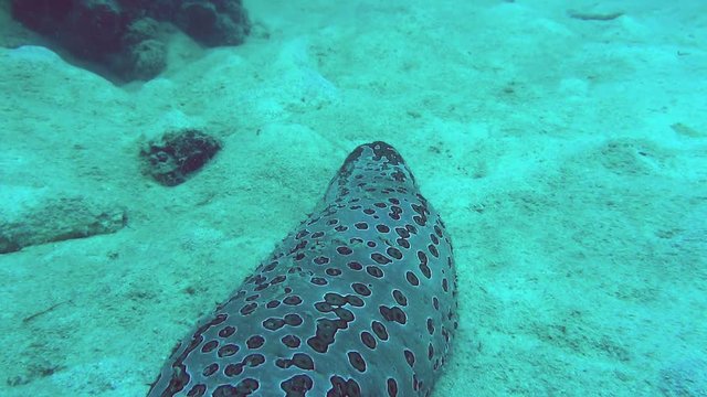 close up of a sea cucumber on the great barrier reef