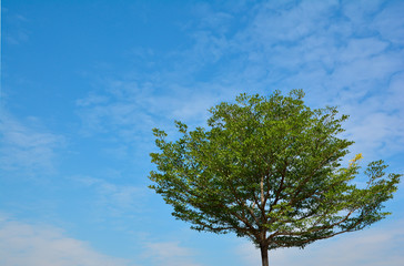 Green tree with blue clear sky.