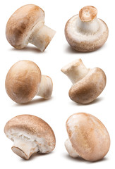 Mushroom isolated on white background