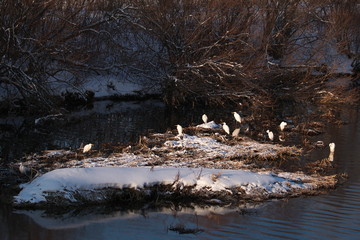 ダイサギの群れ