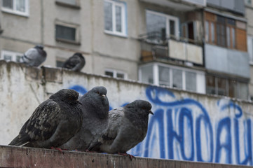 The pigeons got soaked in the rain and sweated from the cold