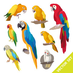 Obraz premium Parrots birds. Vector illustration for your cute design.