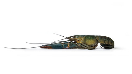 Craw on white background.
