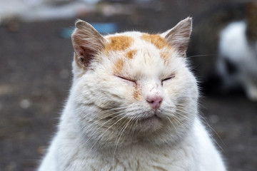 Naklejka na ściany i meble Fat stray cat squeezed his eyes from enjoying