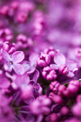 Fototapeta na wymiar Lilac purple spring flowers of lilac, abstract soft floral background