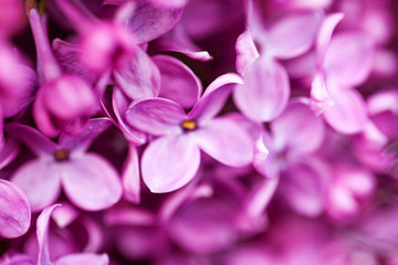 An image of a lilac. Purple spring purple flowers, abstract soft floral background