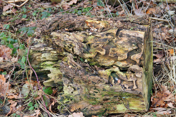 Totholz mit Käfer-Frass