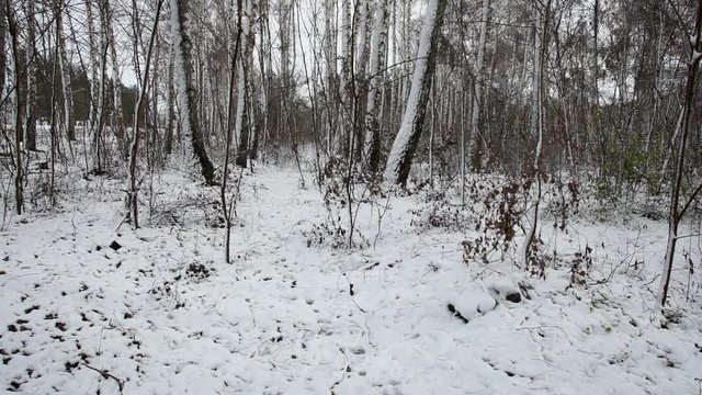 Snowy forest. Winter, trees covered with snow