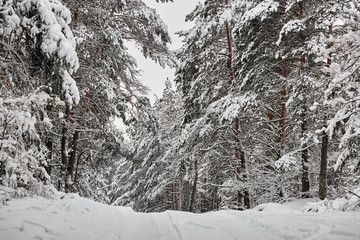 winter fairy snowy forest. trees in white robes.