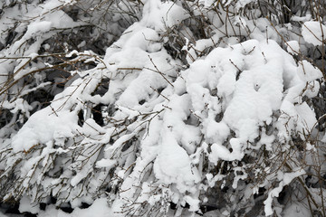 winter fairy snowy forest. trees in white robes.