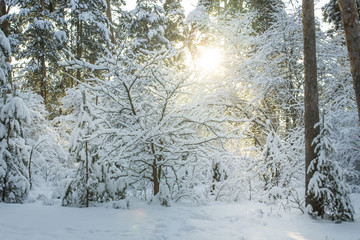 Winter forest and sunlight