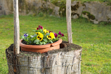 flores en el jardin 4M0A1378-f17