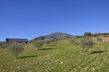 Fototapeta na wymiar olive production in andalusia