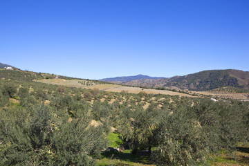 Fototapeta na wymiar andalusian olive groves