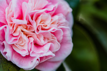 camellia bloom pink