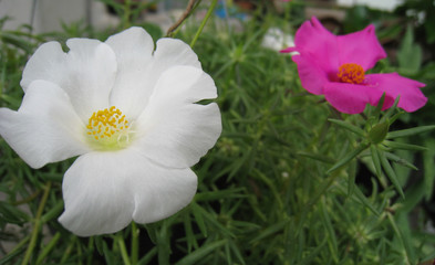 Beautiful white and dark pink portulaca oleracea flower for background. Colorful variety flower also known as common purslane, verdolaga, little hogweed, red root, or pursley.