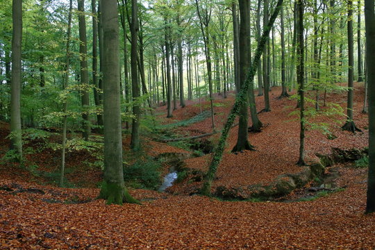 forest