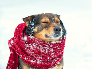Portrait of a dog with knitted scarf tied around the neck walking in blizzard in the forest