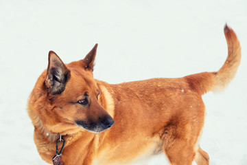 Portrait of a yellow dog in the forest in snowy winter
