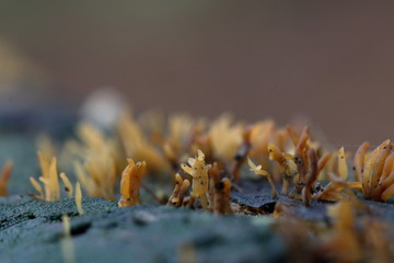 fungus