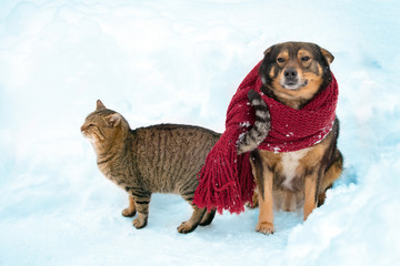 Portrait of a dog and cat outdoor in snowy winter. The dog with the knitted scarf tied around the neck. Cat rubbing against the dog