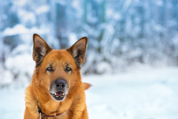 Portrait of a yellow dog in the forest in snowy winter