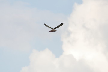 common kestrel