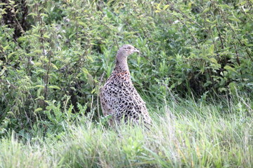 pheasant