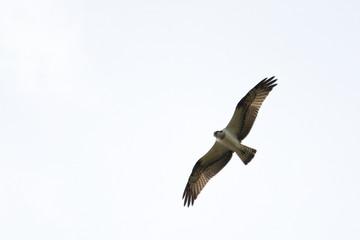 osprey
