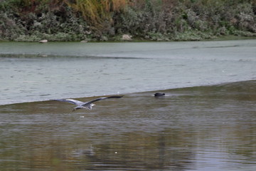 Fototapeta premium grey heron