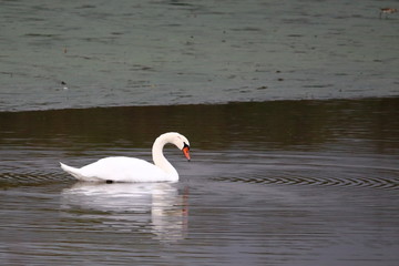 mute swan