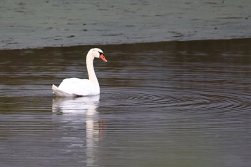 mute swan