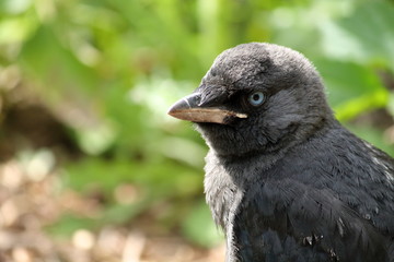 jackdaw