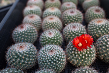 Cactus is the succulent plant with many different shapes, colors, variegated and beautiful flowers. Its native is in desert. People grow cactus for decorate in their garden, glasshouse or greenhouse