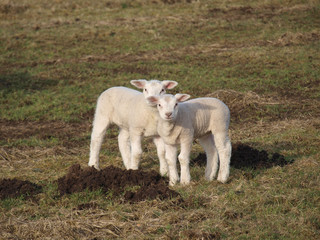 Obraz premium Two cute lambs in a meadow during spring in Moordrecht