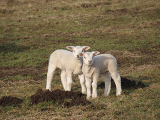 Obraz na płótnie Canvas Two cute lambs in a meadow during spring in Moordrecht