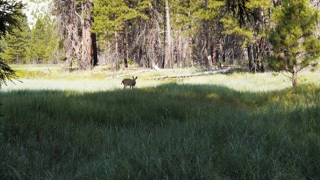long shot of a female mule deer (Odocoileus hemionus) feeding in a meadow at yosemite valley, usa