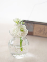 白いストックの花