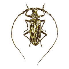 Color insects beetle bug. Colourful species in vintage old hand drawn stippling and hatching, shading style for Halloween. Engraved stipple woodcut. Vector.