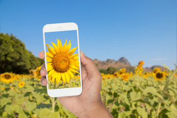smartphone with sunflower field background