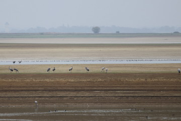 common crane